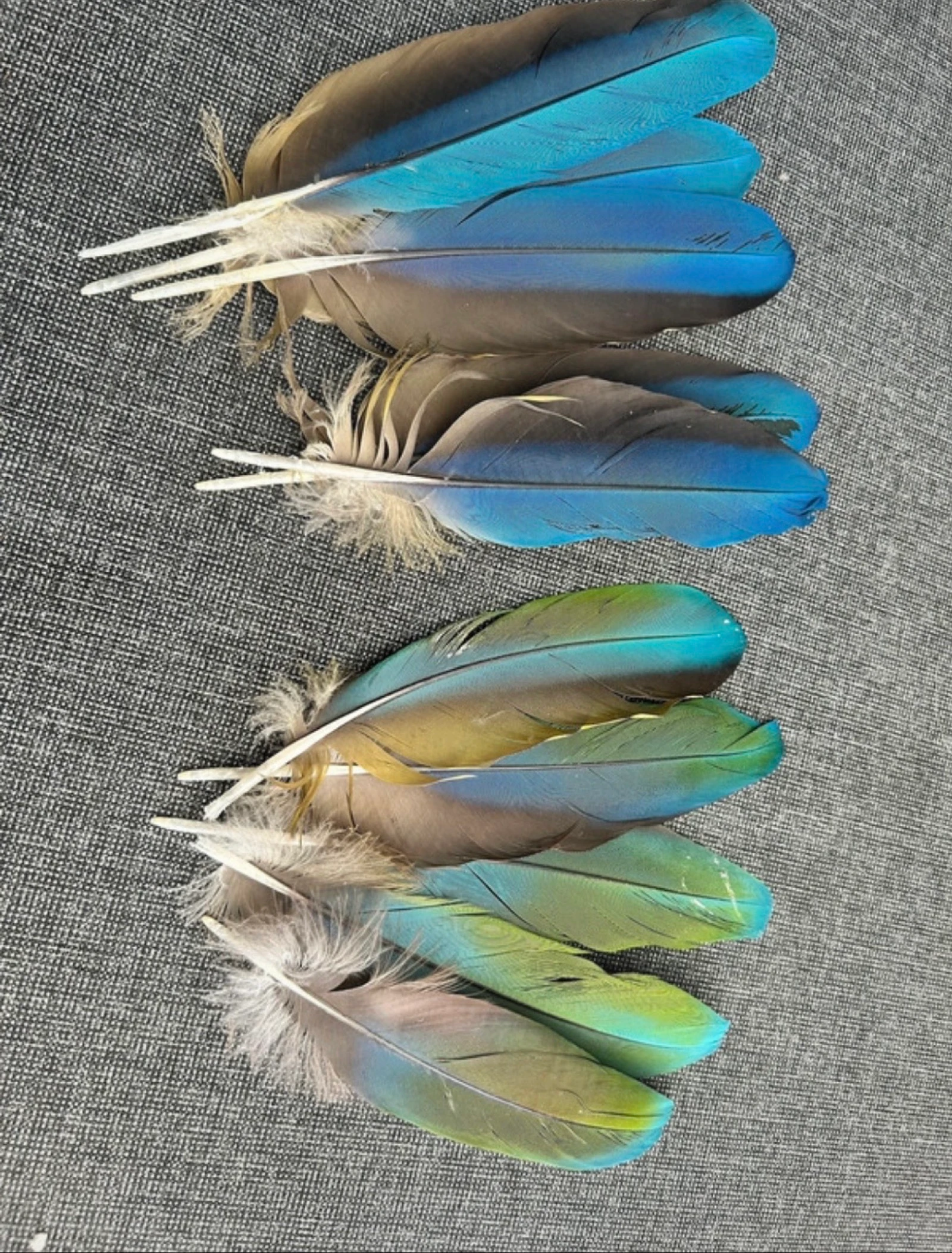 Plumas naturales de la cabra – photo 2